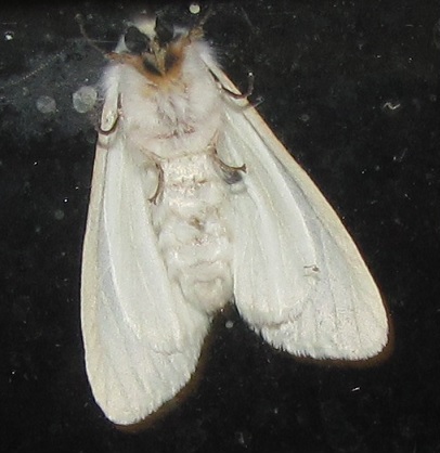 Hyphantria cunea